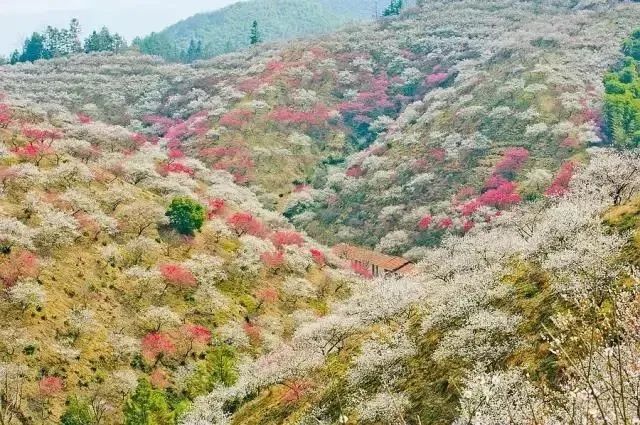 一座山连着一座山的壮观梅花海如同到了塞外的江南221安吉大梅海还有