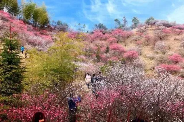一座山连着一座山的壮观梅花海如同到了塞外的江南221安吉大梅海还有