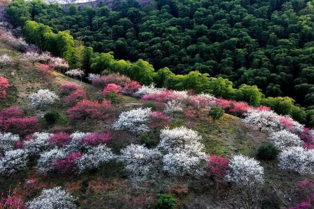 一座山连着一座山的壮观梅花海如同到了塞外的江南221安吉大梅海还有