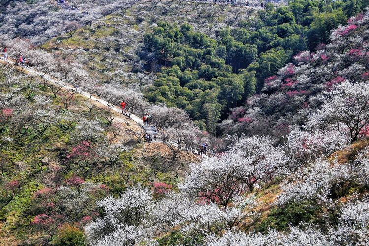 一座山连着一座山的壮观梅花海如同到了塞外的江南221安吉大梅海还有