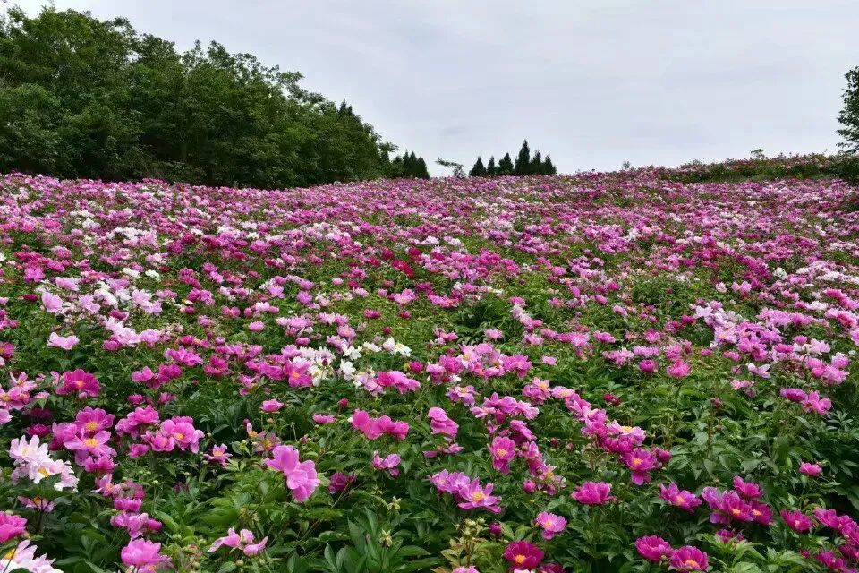 中江玉兴镇芍药花地址图片