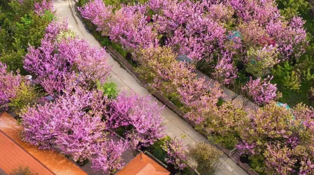 浪漫樱花4月7日周日最美人间四月天崇州三郎镇万亩樱花进入盛花期啦