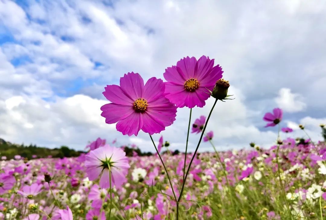 乃古石林格桑花地址图片