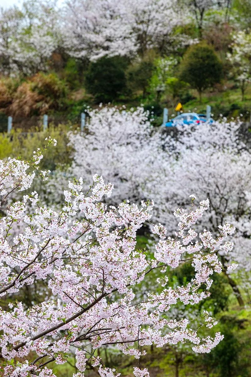 奉化樱花谷图片