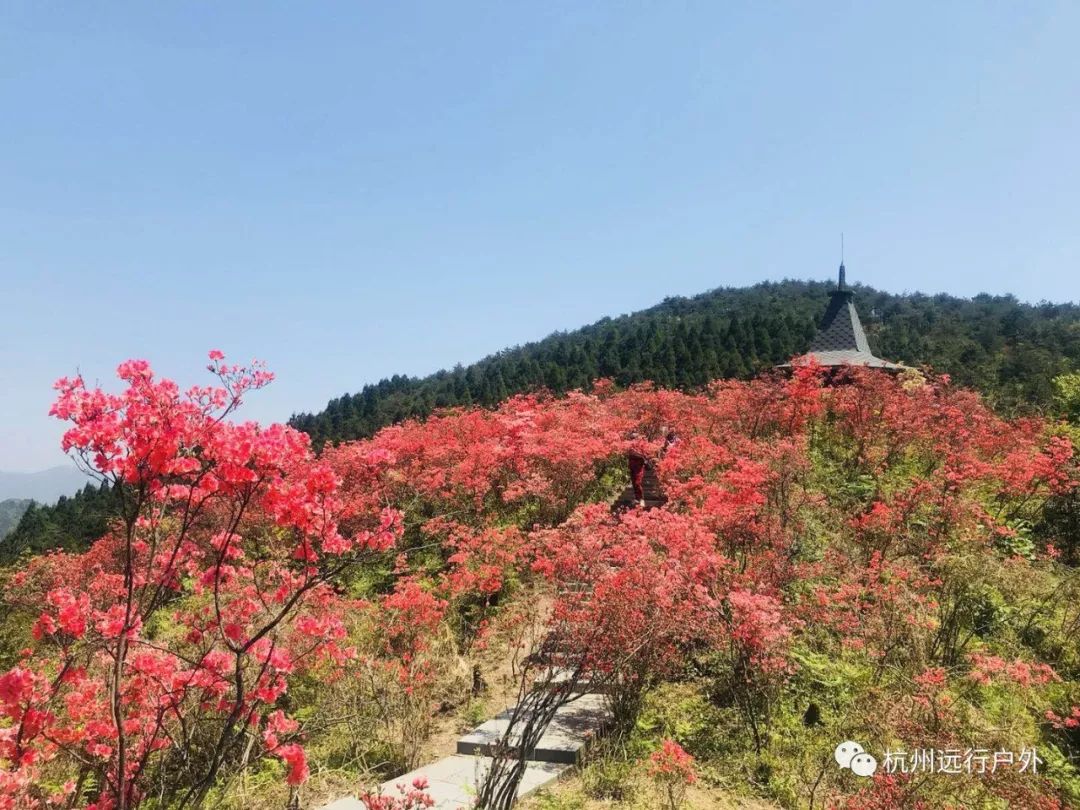 花开正当时424走进磐安探访浙中杜鹃谷徒步魅力高姥山百亩杜鹃游孔子