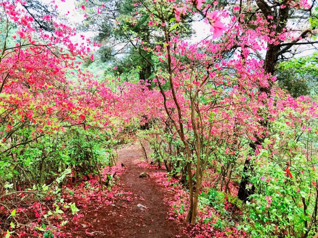 高姥山杜鹃花地点图片