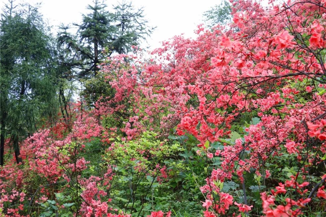 杭州市花开正当时52走进磐安探访浙中杜鹃谷徒步魅力高姥山百亩杜鹃游