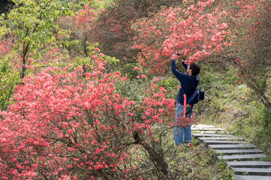 杭州市花开正当时52走进磐安探访浙中杜鹃谷徒步魅力高姥山百亩杜鹃游