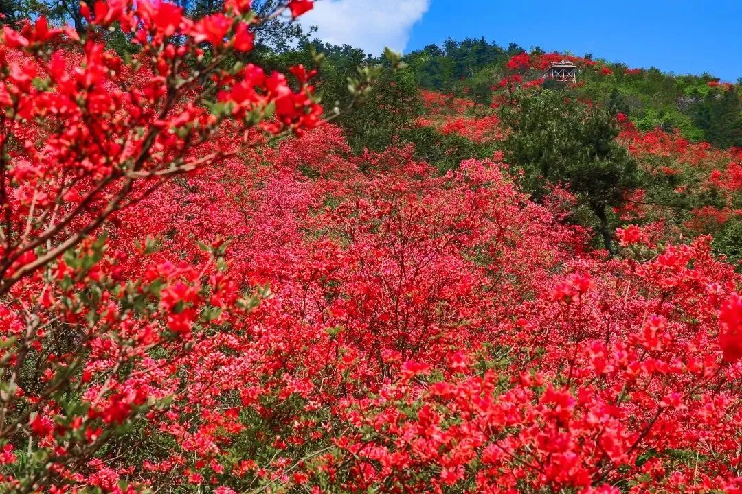 杭州市花开正当时52走进磐安探访浙中杜鹃谷徒步魅力高姥山百亩杜鹃游