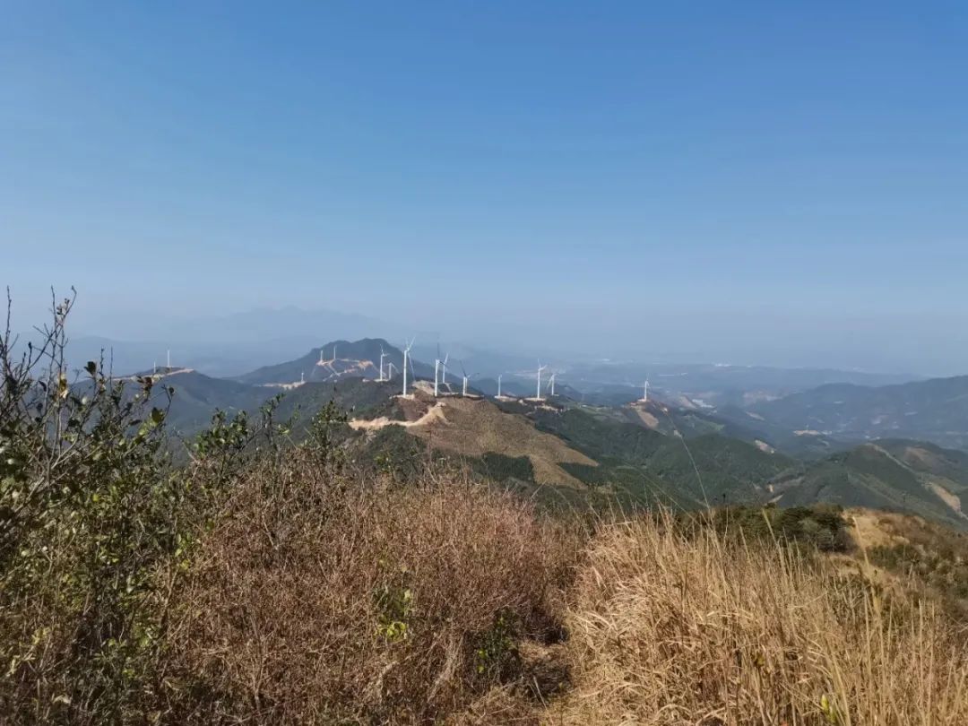 通天蠟燭杜鵑花從化通天蠟燭賞滿山杜鵑花紅似火美爆了