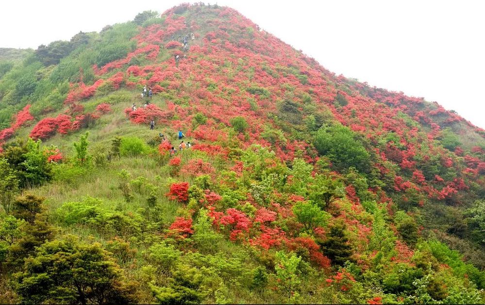 通天蠟燭杜鵑花從化通天蠟燭賞滿山杜鵑花紅似火美爆了