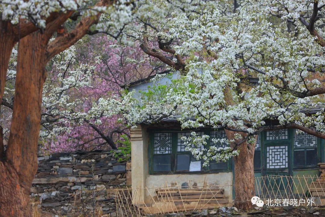 網紅梨花村|4月16日週日/4.22日週六房山大灘-徒步藏在大山深處的梯.